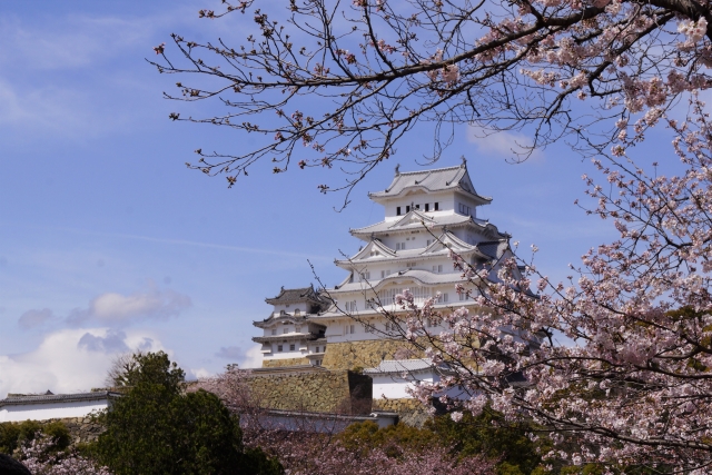 姫路城の桜の花見21 満開の見頃の日程は 穴場スポットは 混雑状況は ライトアップは 子育てぼちぼちブログ